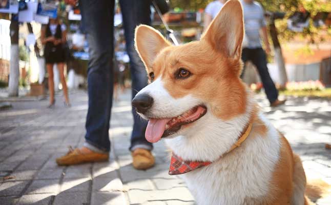 Things To Do With Pets In Downtown Wilmington 