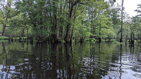 Wilmington NC Black River Cruise