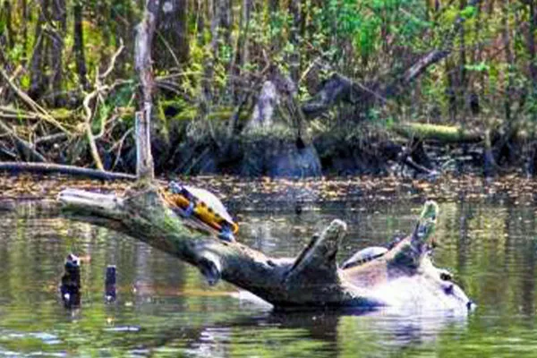 Cape Fear River Boats